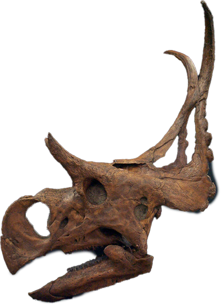 Artifact Skull