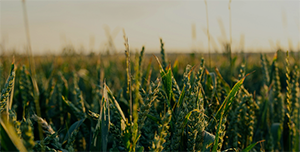 Close-up of a wheat field at sunset, with tall green stalks of wheat swaying gently in the breeze.